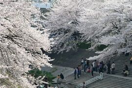 2009春、桜名所百選・満開の山崎川(2/5)：瑞穂橋、山崎川親水広場、枝垂れ桜