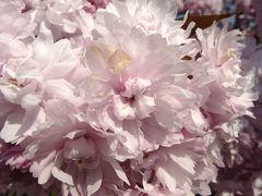 岡山の珍しい名花「宗堂桜」