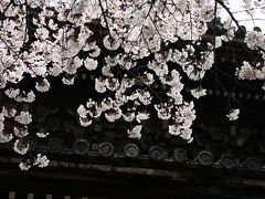 雨の静寂に薄紅染まる京桜