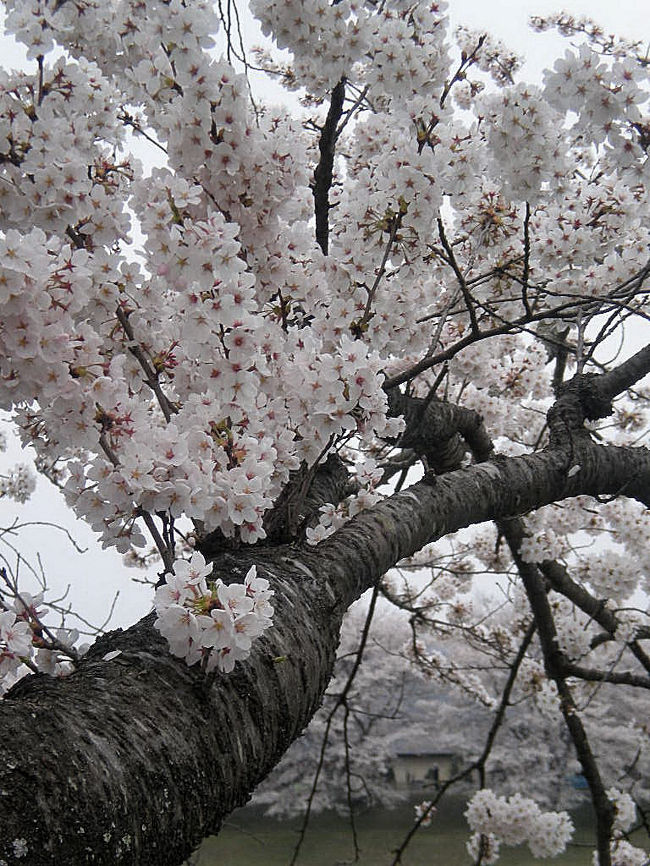 　福島県県北まで出張に行ってきた。仙台空港より車で福島県伊達市に向かって移動。<br />　福島県北から宮城県南はいまが桜満開の見ごろ。満開の桜が車窓越しにあちこち咲き誇っていた。<br />　大河原町に来たところで正午。カーナビを見ると白石川の堤防に桜のマーク。「名所か？」と同僚と話になりコンビニで昼食を買って桜のマークを目標に一寸寄り道。<br />　堤防に上がると一面の桜が満開。天気が悪かったのが残念だったけどすばらしい桜の景色を見ることが出来た。