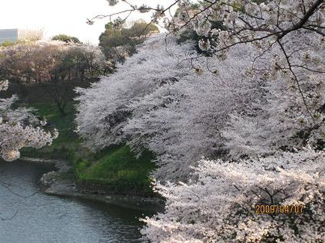 「日本桜１００選」というものがあれば、多分そのトップグループに挙げられるのはここ千鳥が淵。<br /><br />今日は小金井から少し足を伸ばし、ここ千鳥が淵と靖国神社の桜を愛でる。<br /><br />深いお堀に生える桜の老木。江戸時代からの桜の名所。今日も又大勢の観桜客を集めている。<br /><br />いや何みんな知らないが、昔は小金井橋の下を流れる玉川上水も江戸に下って水道橋では飛樋でもってお堀の上を越えて城内に流し込んでいたのだから、今、ここで見る千鳥が淵の桜も小金井櫻の延長線上のものなんだ。<br /><br />まあ、理屈は抜きに、ここの桜は見事なり！<br /><br /><br />直ぐ横の靖国神社。千鳥が淵の桜にあやかってかどうか知らないが、境内には各連隊の生存者による桜の植樹で埋まっている。<br /><br />軍服のボタンにまで桜マークを使い、軍人さんは桜が余程か好きらしい。<br /><br />吉田松陰は山口・萩と東京・世田谷に祀られているが、それとは別にこの神社にも御柱として祀られていると聞く。<br /><br />松蔭さんの「大和魂」がいつの頃から桜と結びついたのだろうか？<br /><br />まあ、そんな事より、花見の出店がもう店開き。ここでは花より団子、ですね。<br /><br />