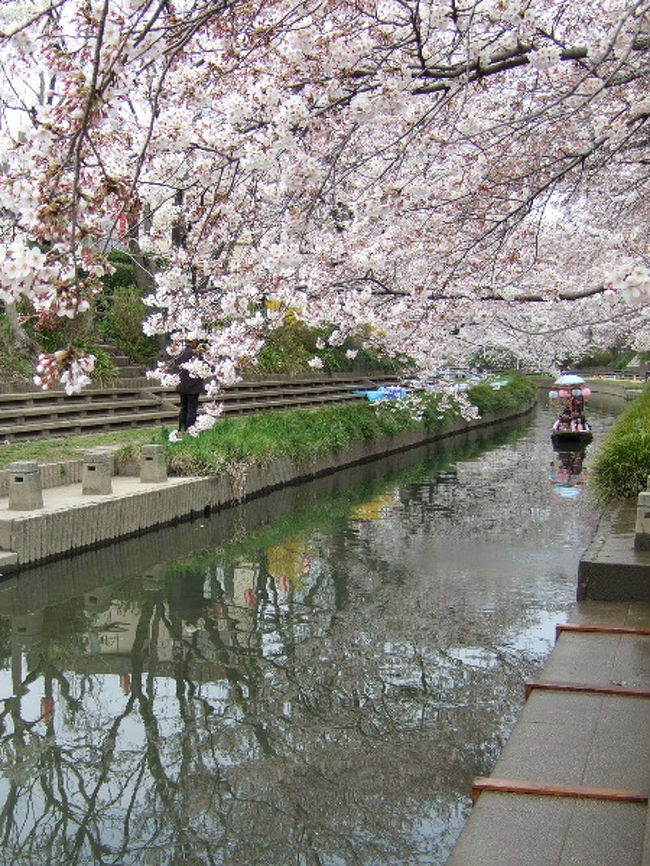 春の陽気に誘われて、<br />川べりの桜へ行ってきました。