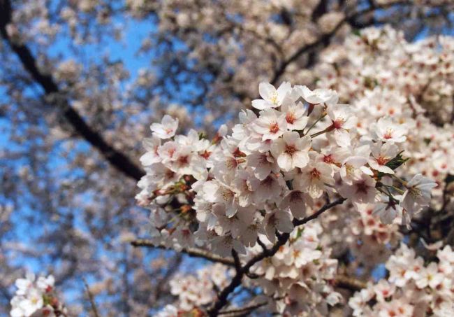 日本さくら名所100選のひとつである『赤城南面千本桜』に行ってきました。