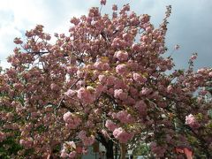 大阪造幣局　桜の通り抜けに行ってきました。