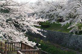 2009春、桜名所百選・満開の山崎川(3/5)：左右田橋、鼎小橋、ユリオプスデージー