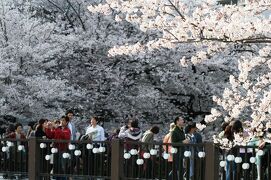 2009春、桜名所百選・満開の山崎川(4/5)：左右田橋、萩山橋、鼎小橋、ヤマブキ