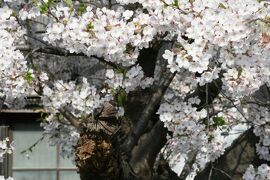 2009春、桜名所百選・満開の山崎川(5/5)：鼎小橋、鼎橋、石川大橋、向田橋、白雲橋