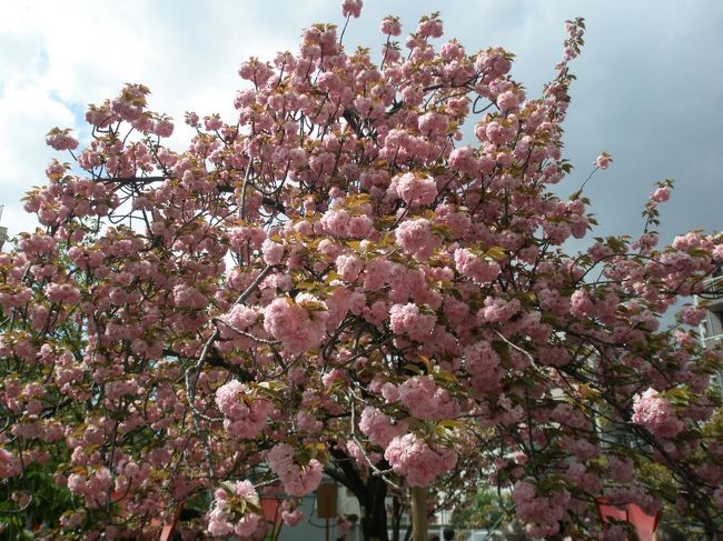 暖かい日が続き桜は散っているのではなかろうかと、心配しながら行ったのですが、ちょうど満開でした。桜は種類によって咲く時期が違うとは知っていたのですが、違う種類の桜が一カ所にこんなにたくさん植えてあるとは知りませんでした。まったく桜の知識がないもので、説明も書けませんので、写真を見てください。
