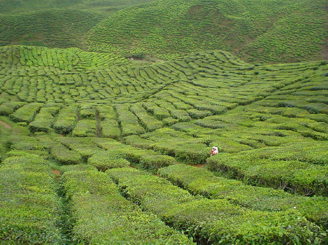 きのう行きそびれた「ＢＯＨ ＴＥＡ」のお茶畑に行ってみることにした。<br /><br />ランカウィで英国人のブライアント翁が「世界一おいしい紅茶ＢＯＨ ＴＥＡ」っと、言っていたお茶だ。<br /><br />タナ･ラタのバス・ターミナルからBOH ROAD行きバスが出ている。<br />時刻表によると朝９時にあることになっているが、ターミナルで聞いてみると、１０時半と言う。<br />１０時半にターミナルに行くと、クアラルンプール行きのバスが待っていた。<br /><br />切符売りのオバチャンが、それに乗れ、と言うので乗った。<br /><br />緊急避難ページ;<br />http://www.geocities.jp/qpdhr272/eurasia3_098.html