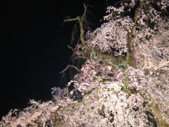 2009 春　京都で夜桜♪