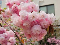 花見の〆は大阪造幣局・桜の通り抜け