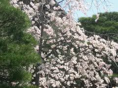 京都御所には桜が少ない？