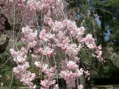 御苑の枝垂桜をまた楽しみました