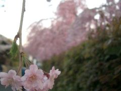南禅寺門前のヒミツの桜並木