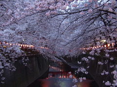 東京夜桜紀行～目黒川～