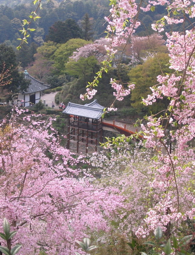 今まで「日本の桜は絶対にソメイヨシノだよ」って思っていた。<br />ごめんなさ〜い、考え変えます（＾＾；）<br /><br />善峰寺（よしみねでら）は、遊竜松と紫陽花で有名な寺と認識していました。<br />が、桜も有名なんですね〜<br />枝垂れ桜が満開で、この世のものとも思えないほど美しい。 <br /><br />善峯寺は京都の南西の端っこ、嵐山をずーっと南に下った位置にある。<br />地理的に、大阪方面からのほうが近いようです。<br />この辺りのタケノコは、美味しいらしい。<br />竹の子の店が点々とある。<br />帰る日なら買うのですが、もう一日あるので見逃した。残念！<br /> <br />平安末期に開かれた天台宗の寺で、本尊は千手観音像。<br />徳川綱吉の実母桂昌院によって寄進復興された。<br />境内地３万坪（10万?）京都が眼下に見える回遊式庭園になっている。<br />一周約４０分です。<br /> <br />２００９年４月１３日　桂昌院お手植えの桜は色あせて見頃を過ぎ！<br />境内傾斜地の枝垂れ桜は見頃♪<br />来年の参考にしてくださいね。<br /> <br />