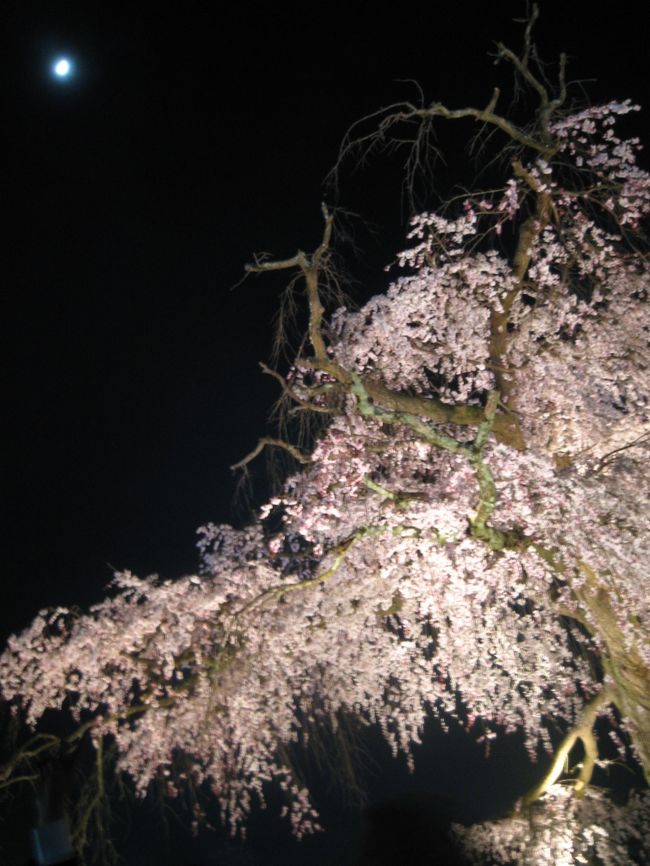 ソメイヨシノがちょうど満開だった金曜日<br />京都でお花見<br /><br />祇園白川〜円山公園の夜桜