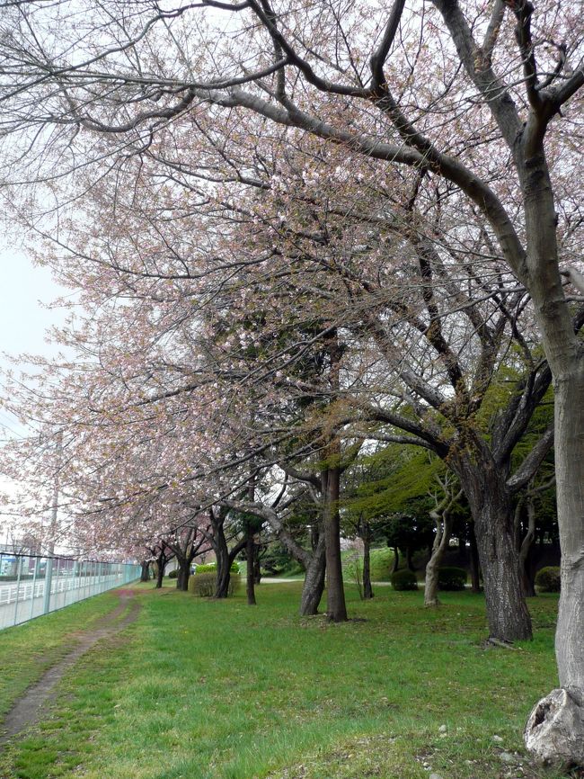 宮城野原公園の裏側<br />こちらが道路沿いに八重桜が植えられています。<br /><br />この裏側からＫスタへ戻ります。