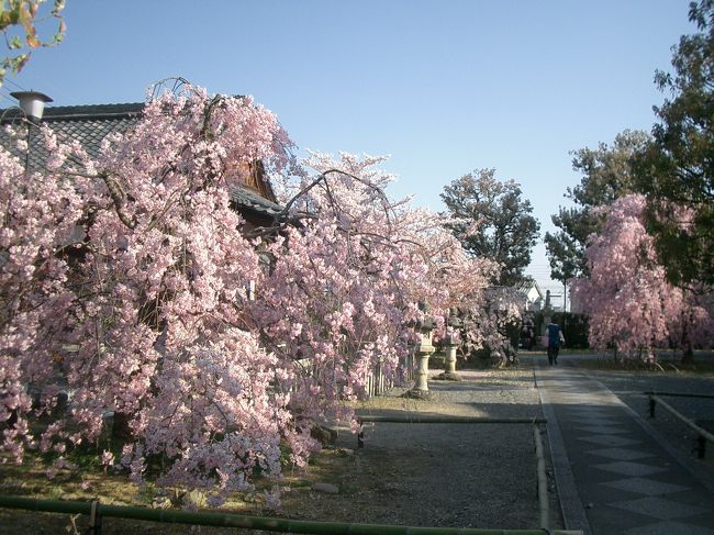 穴場（？）の上品蓮台寺。人が少なくて、ゆっくり桜を愛でることができます。