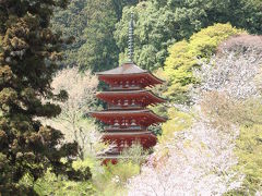 桜舞う長谷寺・室生寺