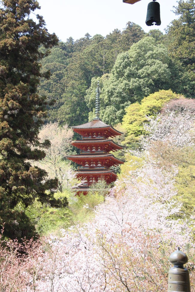 ”大和まほろばの旅”２日目は桜の花びらが舞う長谷寺と室生寺へ行きました。<br /><br />王子さまと早朝の奈良公園を散歩した後、天理でjyugonさん夫妻と合流。<br />なんと、奈良から天理に向かう道で、jyugonさん夫婦の車と並走することになり、驚きました。<br /><br />昨年のＧＷに訪れた時の旅行記はこちらです。<br />http://4travel.jp/traveler/morino296/album/10236642/