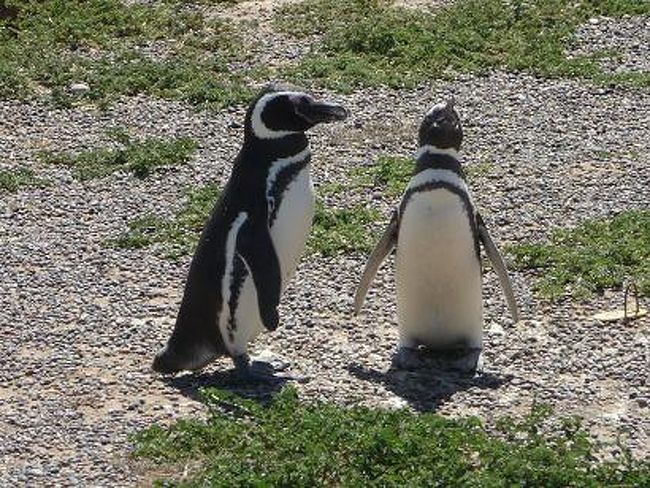 トレレウの南120Kmほどの場所にある、<br />ペンギンの保護区プンタ・トンボ。<br /><br />マゼランペンギンの一大営巣地として知られるこの場所は<br />低木の生えた土地と青い海、白い砂浜に囲まれた<br />まさにペンギンたちのパラダイス！！<br /><br />人間をおそれずに近寄ってくるペンギンに<br />もう目が離せません&amp;amp;#9829;<br />