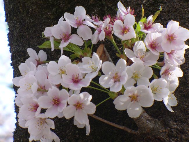 赤城南面の千本桜を見に行ってきました。<br />新聞の地元欄で散り始めの桜と芝桜の競演との記事があったので、まだ楽しめるだろうと出かけてきました。