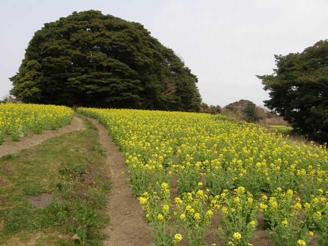 　春は行ったことがなかったので、椿には遅く菜の花には早いと思いつつ、塩竈市営汽船で朴島（ほうじま）まで行った。<br />　折り返しの船で寒風沢島に渡って寒風沢島を歩き、渡し船で野々島に渡りフラワーアイアンドを見学。その後渡し船で桂島に行って「浦戸めぐり」を一応やりとげた。