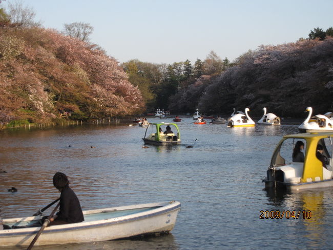 春の桜、花便りの最後を締めるのは、何といっても花の宴。まあ、早い話、夜桜見物に名を借りた酒盛りですね。<br /><br />４月１０日金曜日、もう気の早い桜もそろそろ終わりになりかけた井の頭公園。午後の早い時間から、花好きの人々が集まりだしている。<br /><br />当方、暇人につき早々と陣取り。伊勢屋の焼き鳥、高良の手羽先を大量に仕入れ、お歴々のご到来を待つ。<br /><br />４月も中旬、６時になってもそこかしこにまだ夕陽も残る中、漸く皆さんのお揃いで、夜宴が始まる。<br /><br />先日、中国山東省から買ってきた中国のお酒で先ずカンパイ。続いてフランス・シャルドネワイン。<br /><br />流石に、ここにはタイのラオカオはなかったが、和洋中、の３種混合。<br /><br />風になびく花びらを受け止め、酔う人は酔い、陶酔の気分となる。<br /><br />「さまざまの　こと思ひ出す　桜かな」<br /><br />先月義母も亡くなった。今年の桜も今宵で見納めとなる・・・