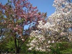 神代植物公園で八重桜花見