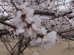 モンゴル大地のモンゴル桜