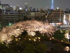 東京夜桜紀行～六本木ヒルズ＆アークヒルズ～