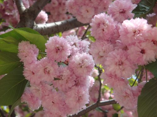 桜もいっぱい、人もいっぱい(^_^)v大阪造幣局・桜の通り抜け(*^_