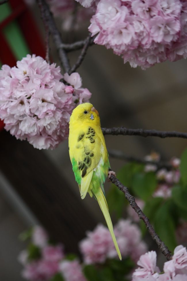 ２日連続で「造幣局　桜の通り抜け」に来ました。<br /><br />トップ写真は、敷地内でお散歩していたインコの「ぴーたん（勝手に命名）」です。<br /><br />桜の銘柄は、前旅行記から通し番号をふってありますので、ここでは61〜となります。<br />さて今日は、何種類の桜を見つけられますか。<br /><br /><br />◎大阪桜便り 「造幣局　桜の通り抜け」　その?<br />2009/04/16<br />http://4travel.jp/traveler/minikuma/album/10327250/<br /><br />