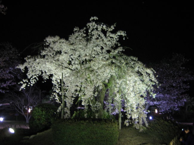 何度も何度も訪れてる香川ですが、栗林公園の夜桜を観てきました。<br />