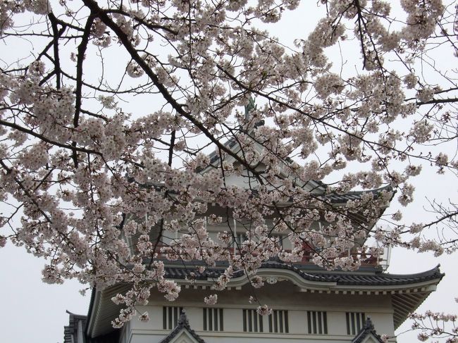 ここ数年、お花見と言えば仕事帰りの上野公園。<br />盛り上がる花見客(という名の飲み会の酔っ払い)を横目で見つつの夜桜散歩。<br />たまには違う花見をしようと、今回は千葉城へ行ってみた。<br />千葉城って、本当にお城があるんだ。(笑)<br />ついでに風太くんでも見に行くか。