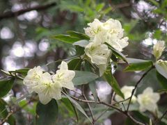 ヒカゲツツジが群生する向山連山