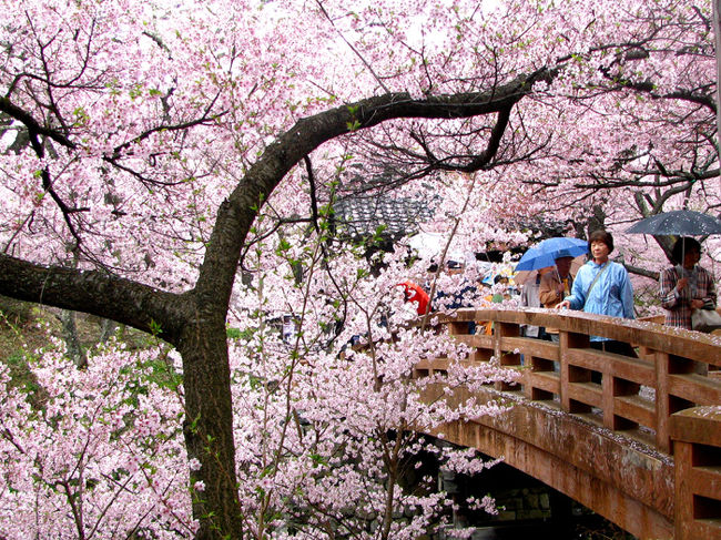 いよいよ春本番！心地よい陽気に誘われて、『善光寺御開帳』と天下第一の桜と称されている『高遠のコヒガンサクラ』、『国宝松本城・彦根城』見学等盛り沢山なツアーに参加しました。<br />かねてより念願だった高遠のコヒガンサクラを見に行くことを楽しみにしていましたが、今年は桜の開花が早く気に掛かっていましたが、善光寺の阿弥陀様のおかげか満開のコヒガンザクラを見ることが出来ました。<br /><br />写真は人気スポットの桜雲橋とコヒガンザクラ<br />