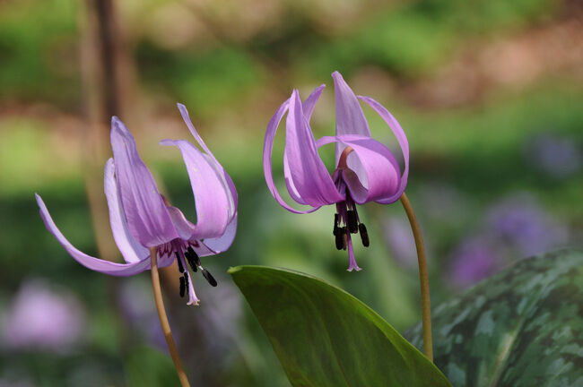 ※2014.03.29 再編集(写真差し替え、コメント修正)して改めて公開しました。<br /><br />毎年恒例の花見が急遽中止になったので、<br />春らしい天気に誘われて出かけることにした。<br /><br />と言っても急なこと、予定などしていないのでさて困った。<br />ネットで調べてみたら、我が家の東北の方向に三毳山あり。<br />ちょうどカタクリが見頃だというので、迷わず向かうことにした。<br /><br />佐野へ出ればシャトルバスがあるからと、よく調べずに出かけたのが思わぬことに。<br />大宮からJRで久喜へ行き、東武線に乗り換えて館林駅までは良かったのだが、<br />なんと、そこから先の佐野行の電車が1時間近くも無い。<br />駅員に聞くと、足利市へ出てJRに乗り換えれば良いとのこと。<br />仕方が無く、15分ほど待ってやってきた特急「りょうもう」に乗車。<br />思わぬところで、特急料金500円の出費。。。<br /><br />足利市で降りて駅員に尋ねてみると、JRの足利駅は橋向こう。<br />歩いて20分は掛かるとのこと。<br />何だか、騙されたような気がするのは気のせいか。<br />渡良瀬川を渡りながら、ふとそんなことを考えていた。