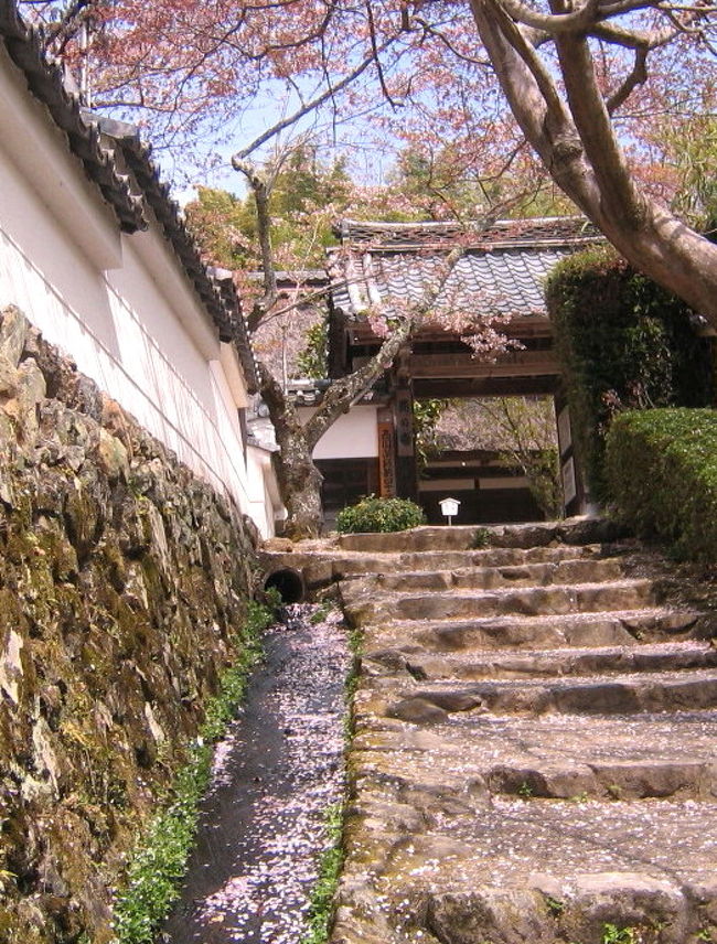 京都の桜の見頃 咲き誇る紅しだれ 勝持寺 花の寺 長岡京 向日 京都 の旅行記 ブログ By めーてる隊長さん フォートラベル 京都の桜の見頃 咲き誇る紅しだれ 勝持寺 花の寺 長岡京 向日 京都 の旅行記 ブログ By めーてる隊長さん フォートラベル