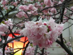 雨でしっとりの桜の通り抜け