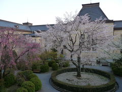 2009　京都桜便り６　京都府庁旧本館　観桜会