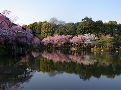 2009　京都桜便り８　満開の平安神宮～冷泉疏水