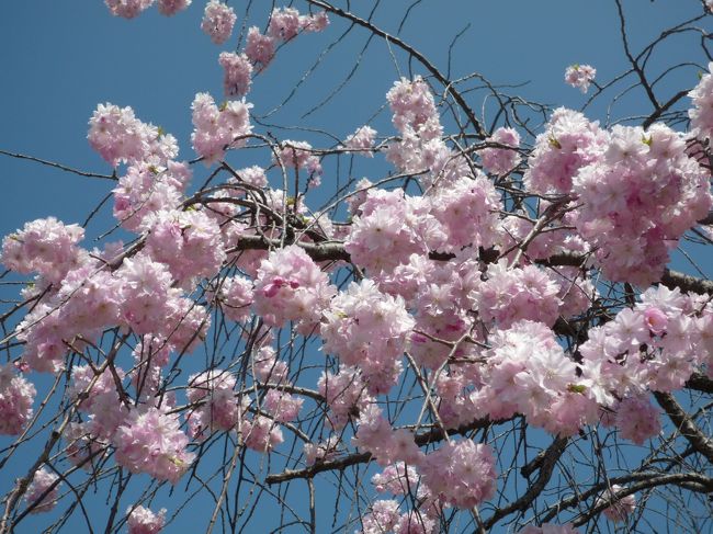 先々週にひき続きまたまた京都の桜を見に行きました。<br /><br />前回、まだつぼみだった「仁和寺の御室桜」満開でした！モーすごく感動！<br /><br />