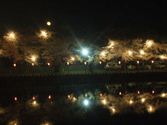 日本三大夜桜の高田公園へお花見へ行ってきました。