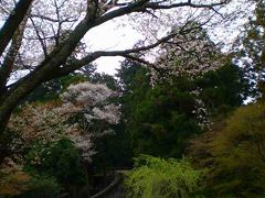 大和路の桜？　　吉野山　　2009年