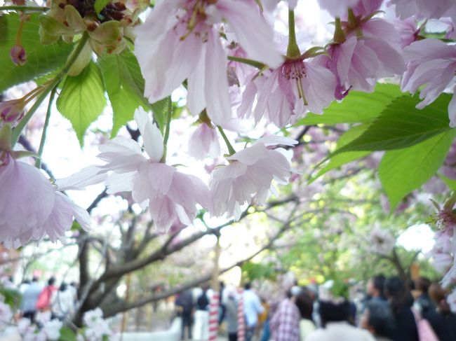 行ってきました～造幣局の通り抜け～♪<br />通り抜けの歴史は１２６年にもなるそうで、３４８本（１２６品種）の桜が並んで咲いていました～。桜の名前の札や皆さんから寄せられた一句が木にさがっていて…桜を見るだけでなく、一つ一つの木に足を留め、花を見て…枝を見て…名前を見て…句を詠んで…楽しい時間を過ごすことが出来ますよ。<br />みにくまさんが、桜１本１本に足を留められ、ステキな写真の旅行記を作られています♪<br />私も、舞妓さんのかんざしのようなホワホワの手毬桜を、そっと触って、香って、楽しんできました。<br />４月２１日（火）２１時まで開催されているそうなので、今年の花見のオオトリに、造幣局の通り抜けを楽しみにいかれてはいかがでしょうか～♪♪♪