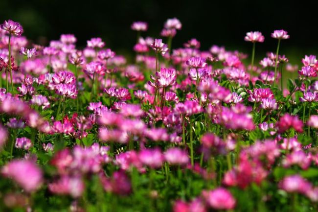 豊島の棚田に蓮華やナズナが咲いて桜も咲いて春爛漫の風景でがんす。