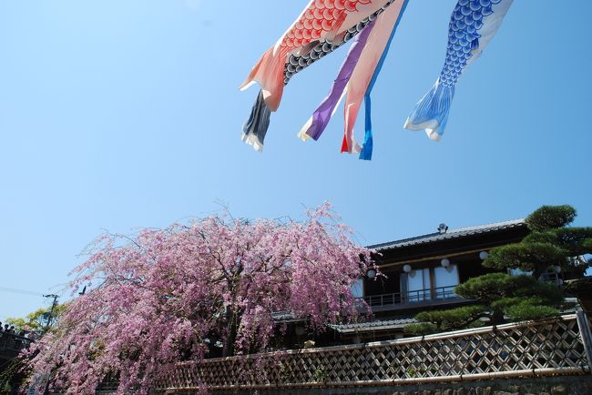 東京から来た友達の希望もあり伊勢神宮へ。<br /><br />さすがにもう桜はおわっているかと思いきや、五十鈴川沿いの桜並木はまだまだ満開。桜吹雪とのセットで気持ちいい。<br /><br />内宮から外宮へ。<br />本来は外宮から内宮への参拝だが。。。<br /><br />華やかな内宮に比べ、外宮には桜は少なく、厳かな雰囲気を醸し出している。<br /><br />外宮のあとは二見浦へ。<br /><br />春の晴天の中、気持ちいいドライブだった。