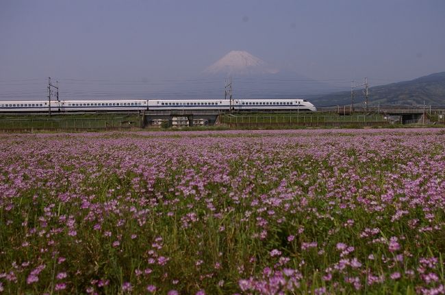 昨日（4/11）に 毎度御馴染みのさわやかウォーキングで<br />富士市内を歩きました。 あまり 写真を撮っていなかったので<br />旅行記作成には ちょっと 物足りなかったかな。<br /><br />コース途中にあった 新幹線撮影の有名ポイントの<br />田んぼが 一面の蓮華が 咲いていたので 今日は<br />特に出かける用事もなく 暇を持て余していたので<br />快晴に恵まれた今日は 富士山も何とか 見えていたので<br />蓮華畑と富士山と 新幹線というテーマで ちょろっと<br />撮影をしてきました。　<br /><br />